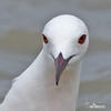 Slender-billed Gull