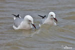 Slender-billed Gull