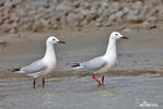 Slender-billed Gull