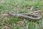 Slow Worm