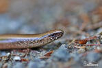 Slow Worm