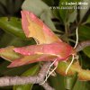 Small Elephant Hawkmoth