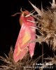 Small Elephant Hawkmoth