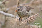 Small Ground-Finch