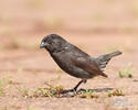 Small Ground-Finch