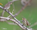 Small Ground-Finch