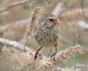 Small Ground-Finch