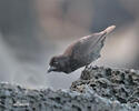 Small Ground-Finch