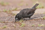 Small Ground-Finch