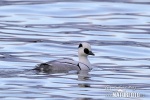 Smew