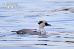 Smew