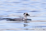 Smew