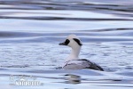 Smew