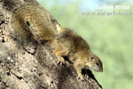 Smith´s Bush Squirrel