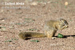 Smith´s Bush Squirrel