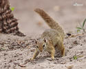 Smith´s Bush Squirrel