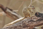 Smith´s Bush Squirrel