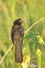 Smooth-billed Ani