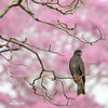 Snail Kite