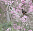 Snail Kite