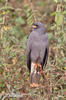 Snail Kite