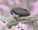 Snail Kite