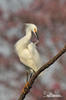 Snowy Egret