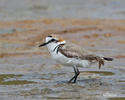 Snowy Plover