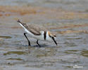 Snowy Plover