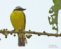 Social Flycatcher