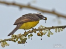 Social Flycatcher