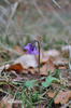 Soldanella montana