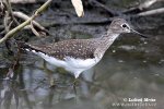 Solitary Sandpiper