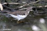 Solitary Sandpiper