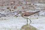 Solitary Sandpiper