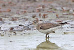 Solitary Sandpiper