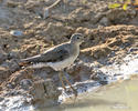 Solitary Sandpiper