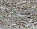 Solitary Sandpiper