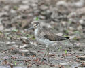 Solitary Sandpiper