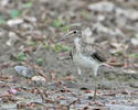 Solitary Sandpiper