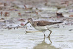 Solitary Sandpiper