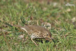 Song Thrush