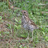 Song Thrush