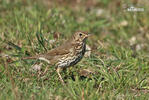 Song Thrush