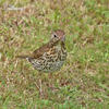 Song Thrush