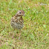 Song Thrush