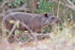 South American tapir