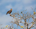 Southern Caracara