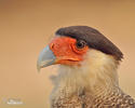 Southern Caracara