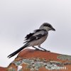 Southern Grey Shrike